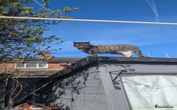 Mixed Breed cats for sale: Loving Home Wanted for Two Bonded Cats - Image 6