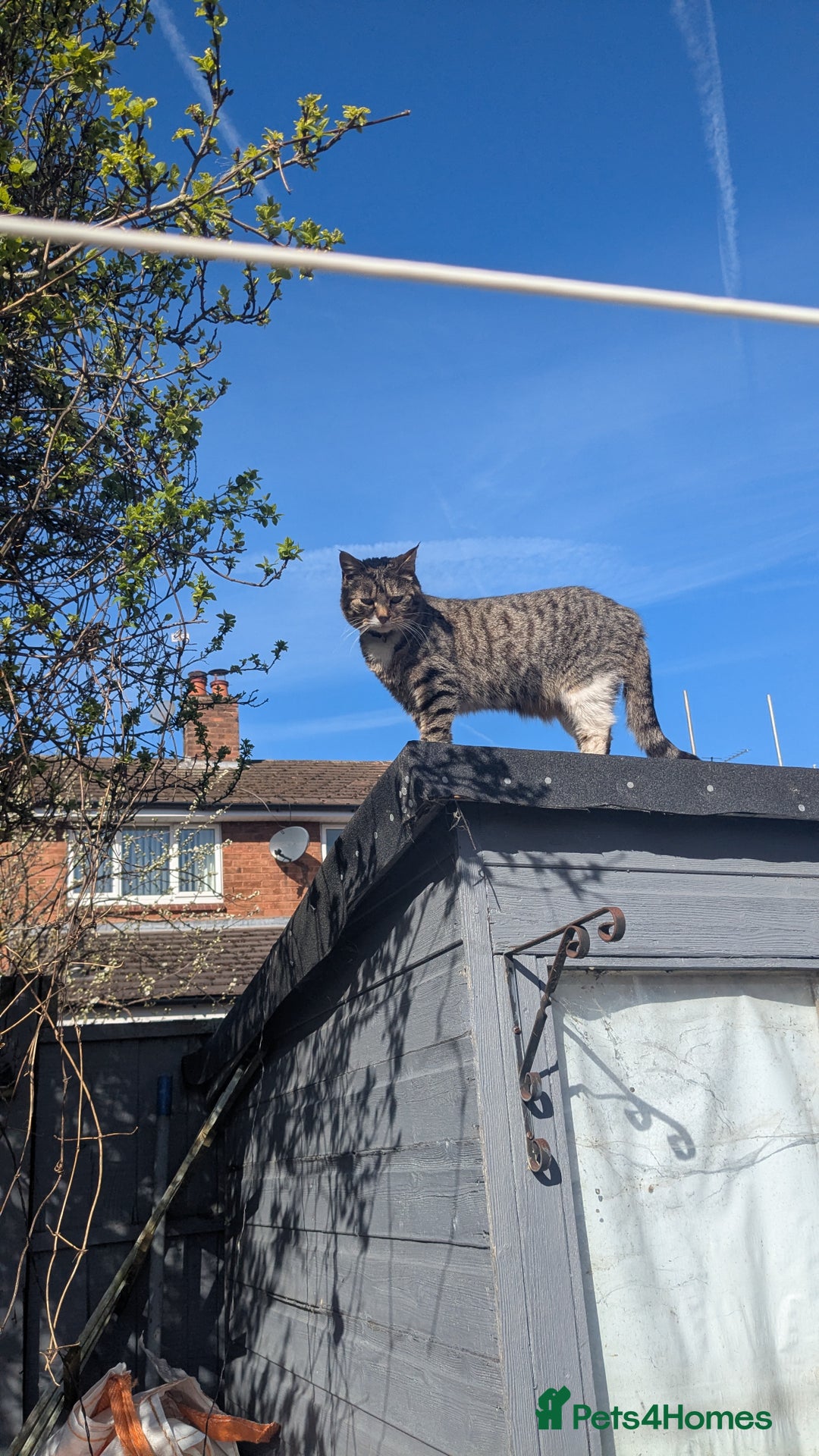 Mixed Breed cats for sale: Loving Home Wanted for Two Bonded Cats - Image 6