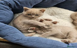 British Shorthair cats for sale: British Shorthair - Ready for Their Forever Homes! - Image 10
