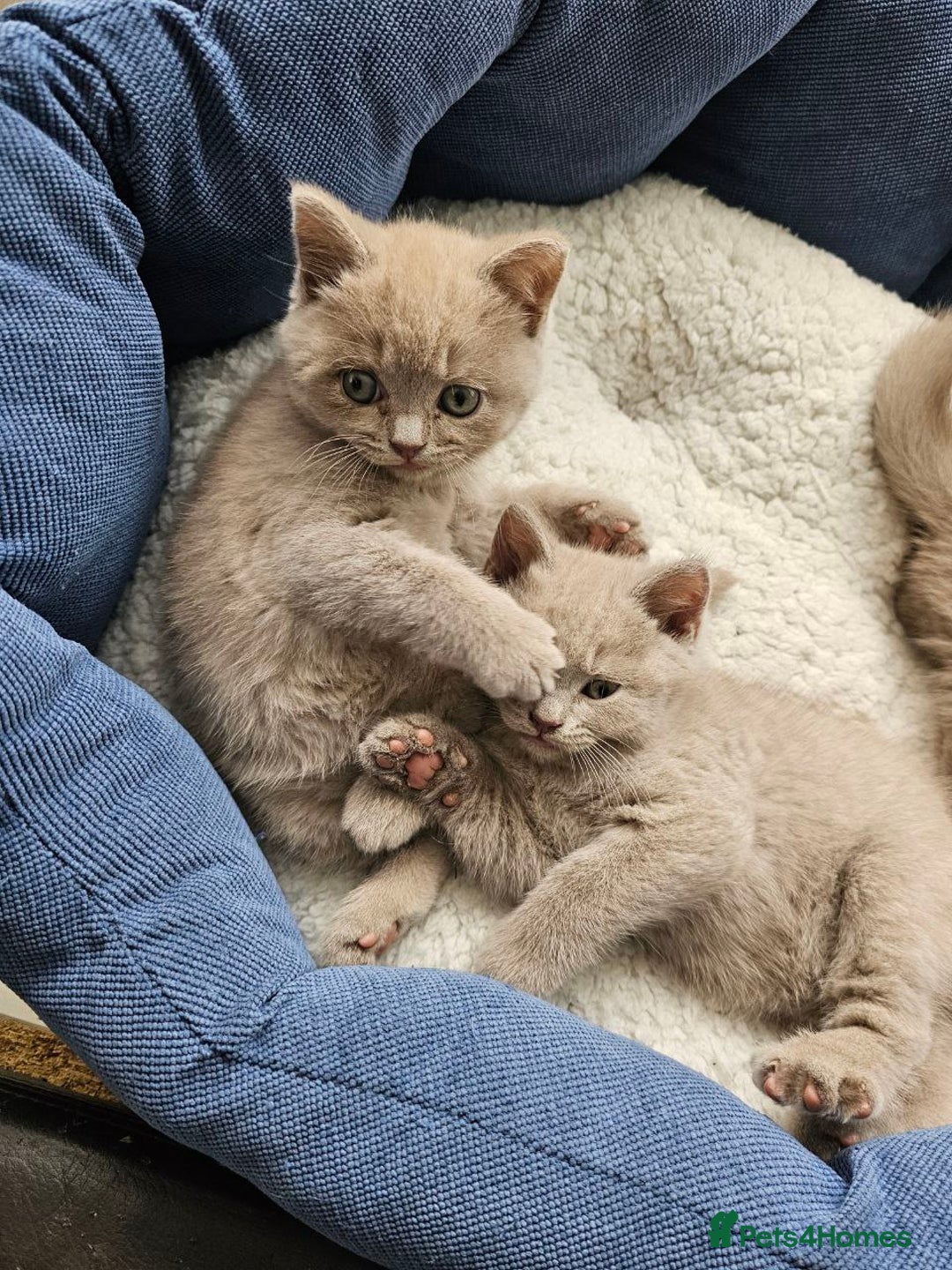 British Shorthair cats for sale: British Shorthair - Ready for Their Forever Homes! - Image 10
