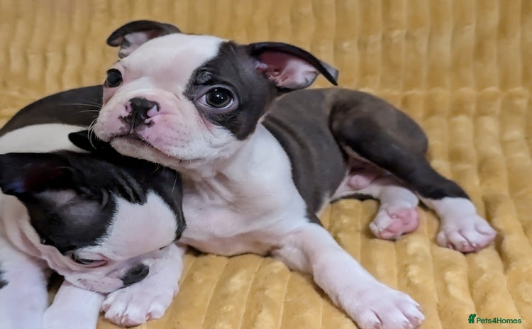 Boston Terrier dogs - Advert 1