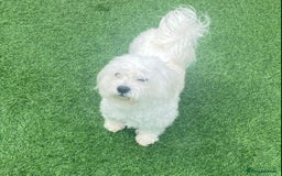 Maltese dogs for sale: Stunning Purebred Maltese Puppies Ready 17th Sept - Image 21