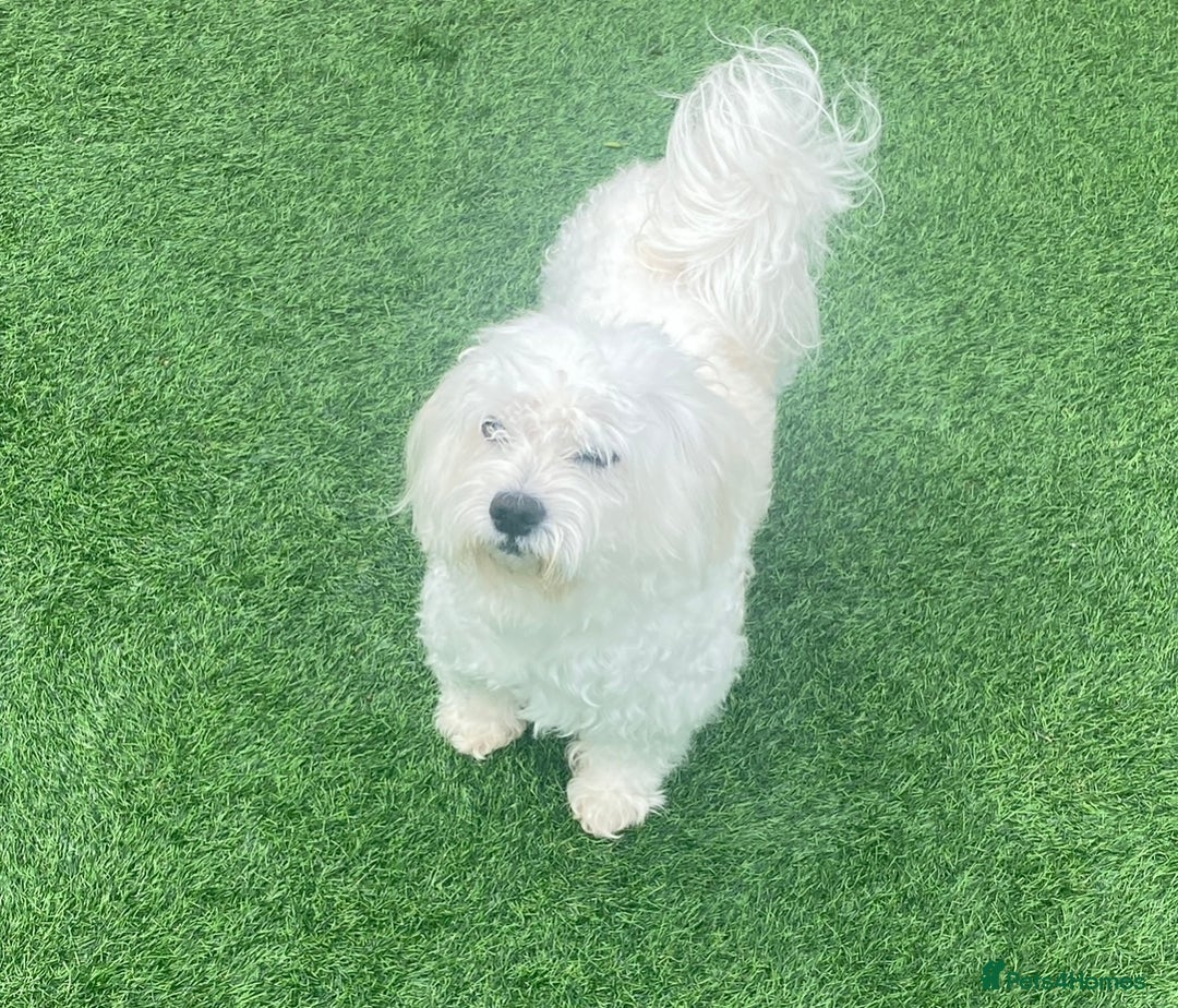 Maltese dogs for sale: Stunning Purebred Maltese Puppies Ready 17th Sept - Image 21