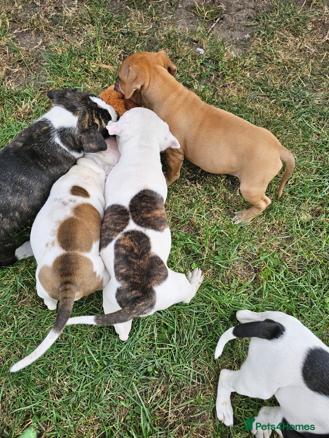 Staffordshire Bull Terrier dogs for sale: 🐾 Beautiful Staffordshire Bull Terrier Puppies 🐾 - Image 13