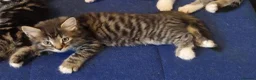 Mixed Breed cats for sale: 🩷 Tabby Kittens 🩷 - Advert 3