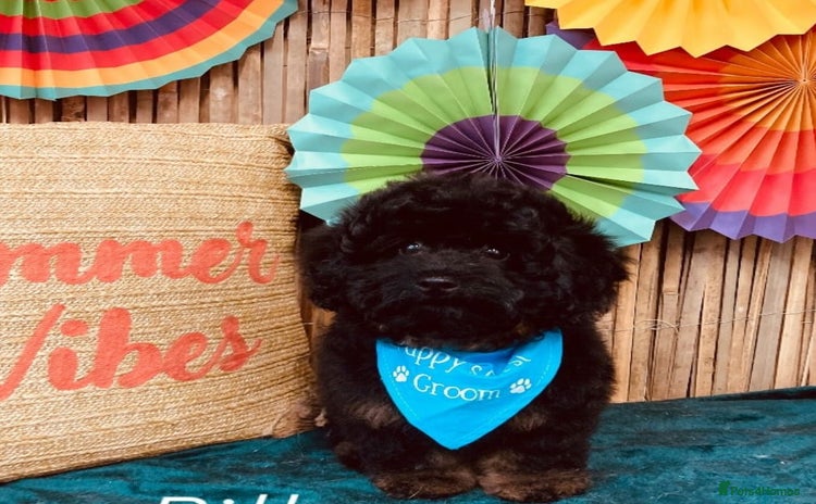 Poochon dogs - Advert 4