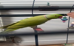 Ringnecks birds for sale: Ringneck for sale - Advert 2