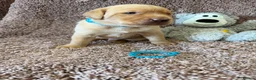 Labrador Retriever dogs for sale: 🐾1 Stunning Labrador Puppy left 👀 🏡 🐾 - Advert 15