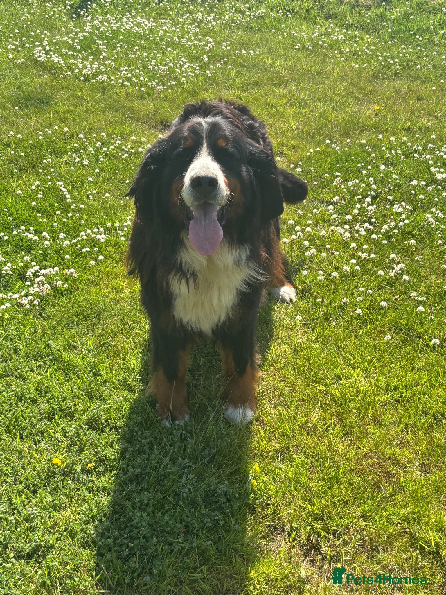 Bernese Mountain Dog dogs 5 year old Bernese girl  - Advert 4