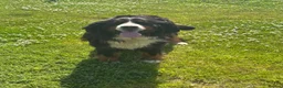 Bernese Mountain Dog dogs for sale: 5 year old Bernese girl  - Advert 1