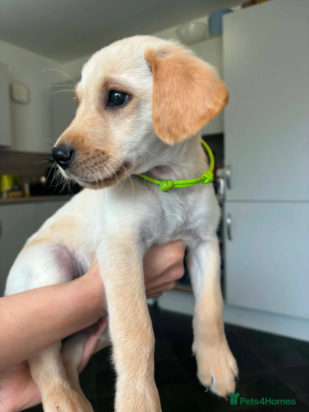 Goldador dogs for sale: Goldador pup - Advert 2