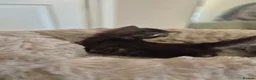 Maine Coon cats for sale: Beautiful, well handled Maincoon kittens  in Gosport - Advert 29