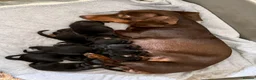 Dachshund dogs for sale: Six beautiful miniature smooth haired dachshunds - Advert 26