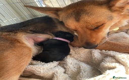 Mixed Breed dogs for sale: Loving lap pup full of snuggles  - Image 10