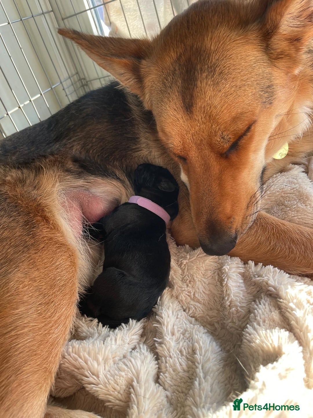 Mixed Breed dogs for sale: Loving lap pup full of snuggles  - Image 10