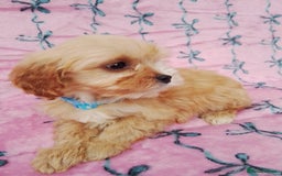 Cavapoo dogs for sale: Exceptional cavapoo puppies  - Image 23