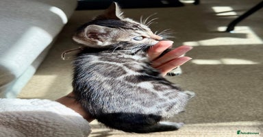 Bengal cats - Advert 7