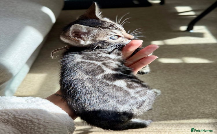 Bengal cats - Advert 1