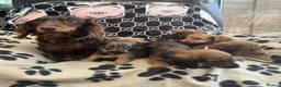 Dachshund dogs for sale: Longhaired Dachshund puppies in Wymondham - Advert 2