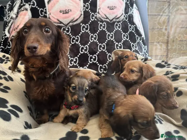 Dachshund dogs for sale: Longhaired Dachshund puppies - Advert 2