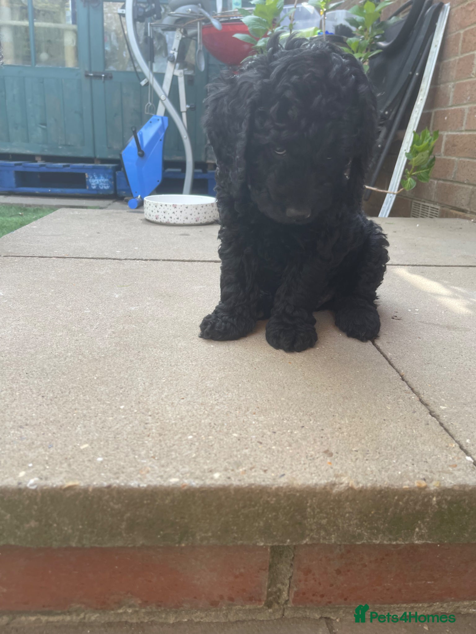 Australian Labradoodle dogs only 4 left reduced price s miniature labradoodle  - Advert 16