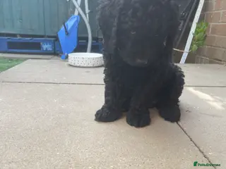 Australian Labradoodle dogs only 4 left reduced price s miniature labradoodle - Advert 16