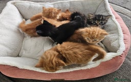 Maine Coon cats for sale: Maine Coone  - Image 16