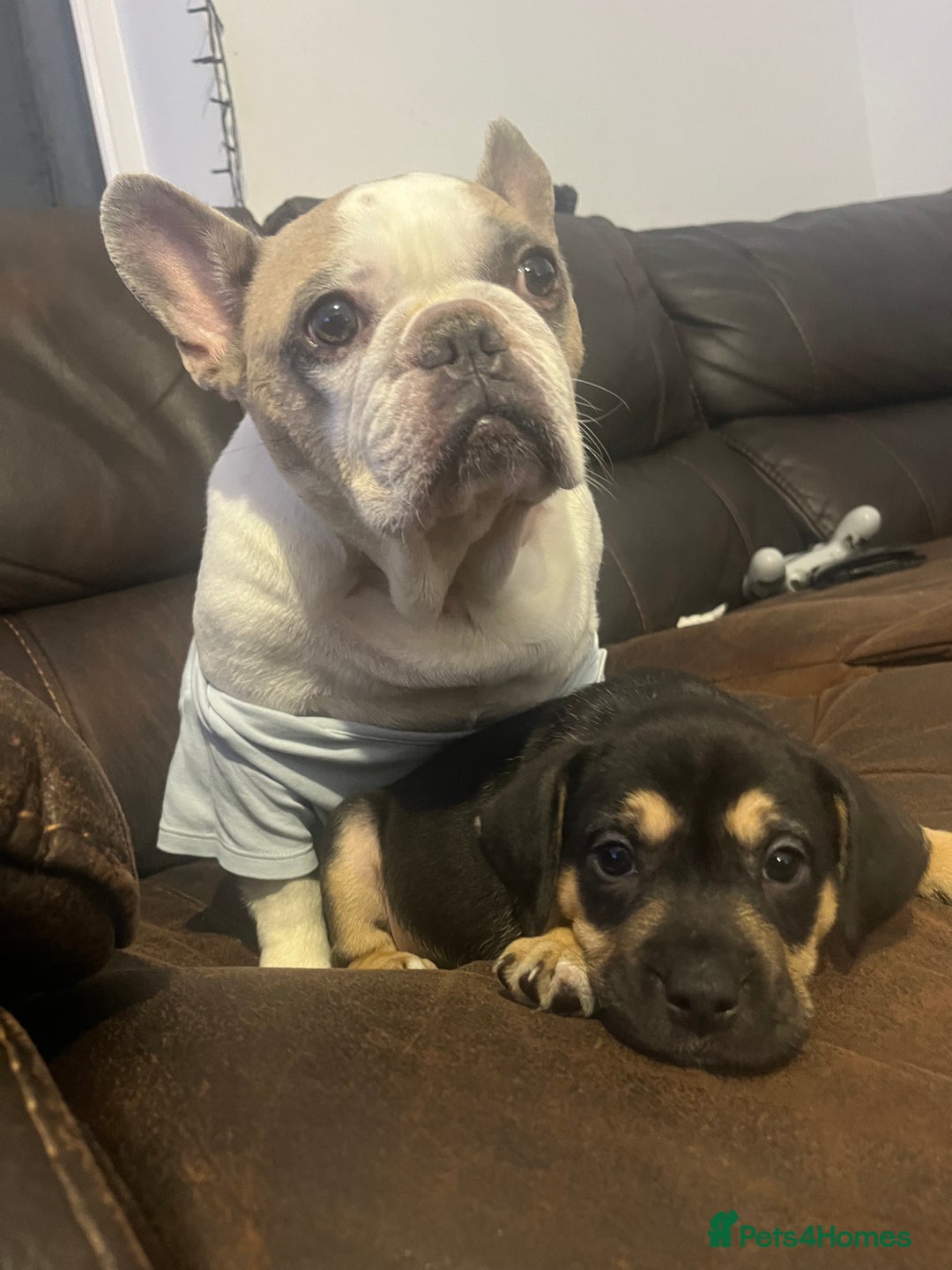Mixed Breed dogs for sale: French Bulldog Cross Puppies - Advert 1