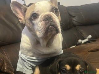 Mixed Breed dogs French Bulldog Cross Puppies - Advert 2