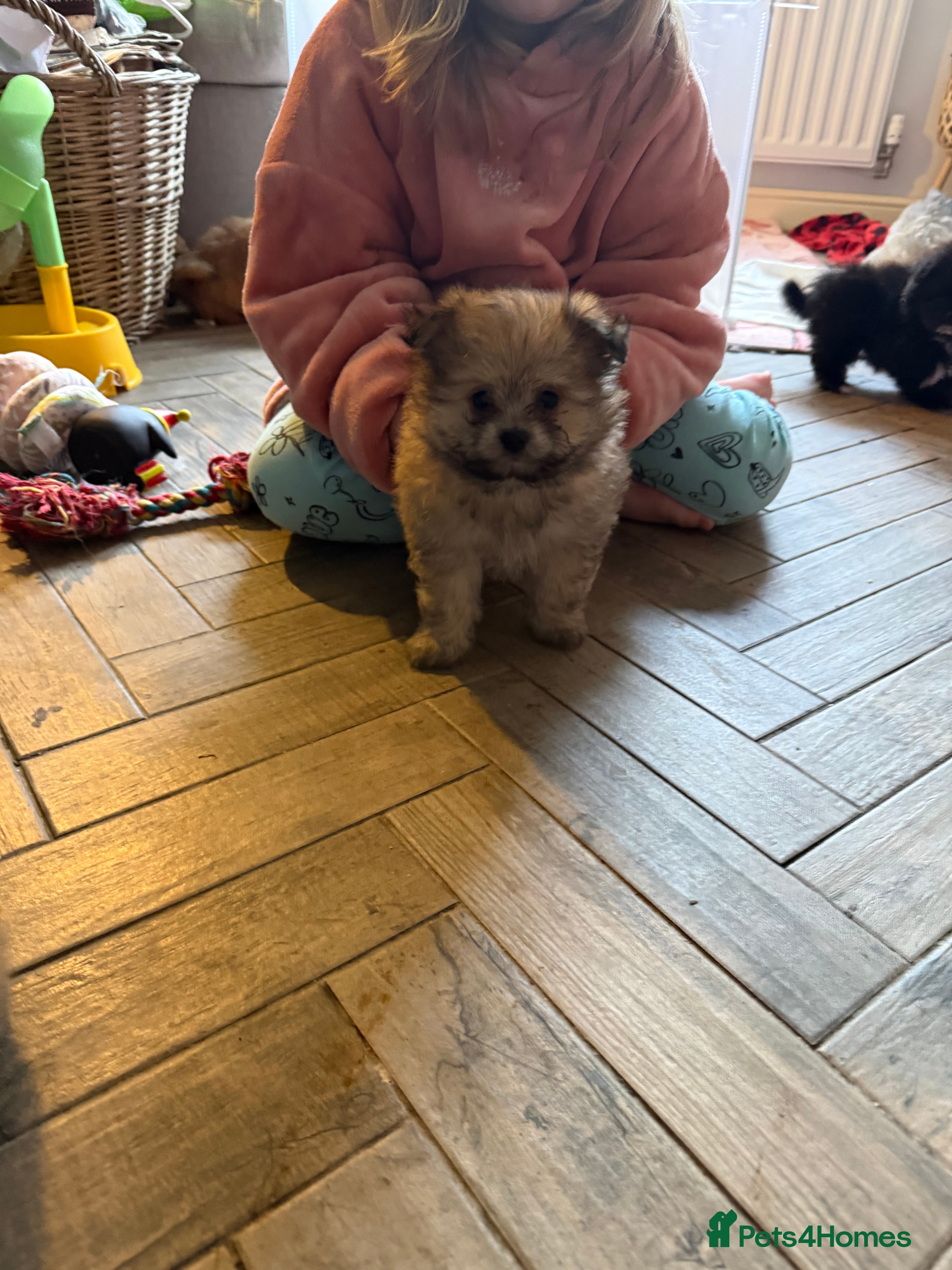 Mixed Breed dogs Pomeranian cross puppies health checked  - Advert 1