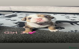 English Bulldog dogs for sale: 🐶 KC Registered English Bulldog Puppies 🐶 - Image 10