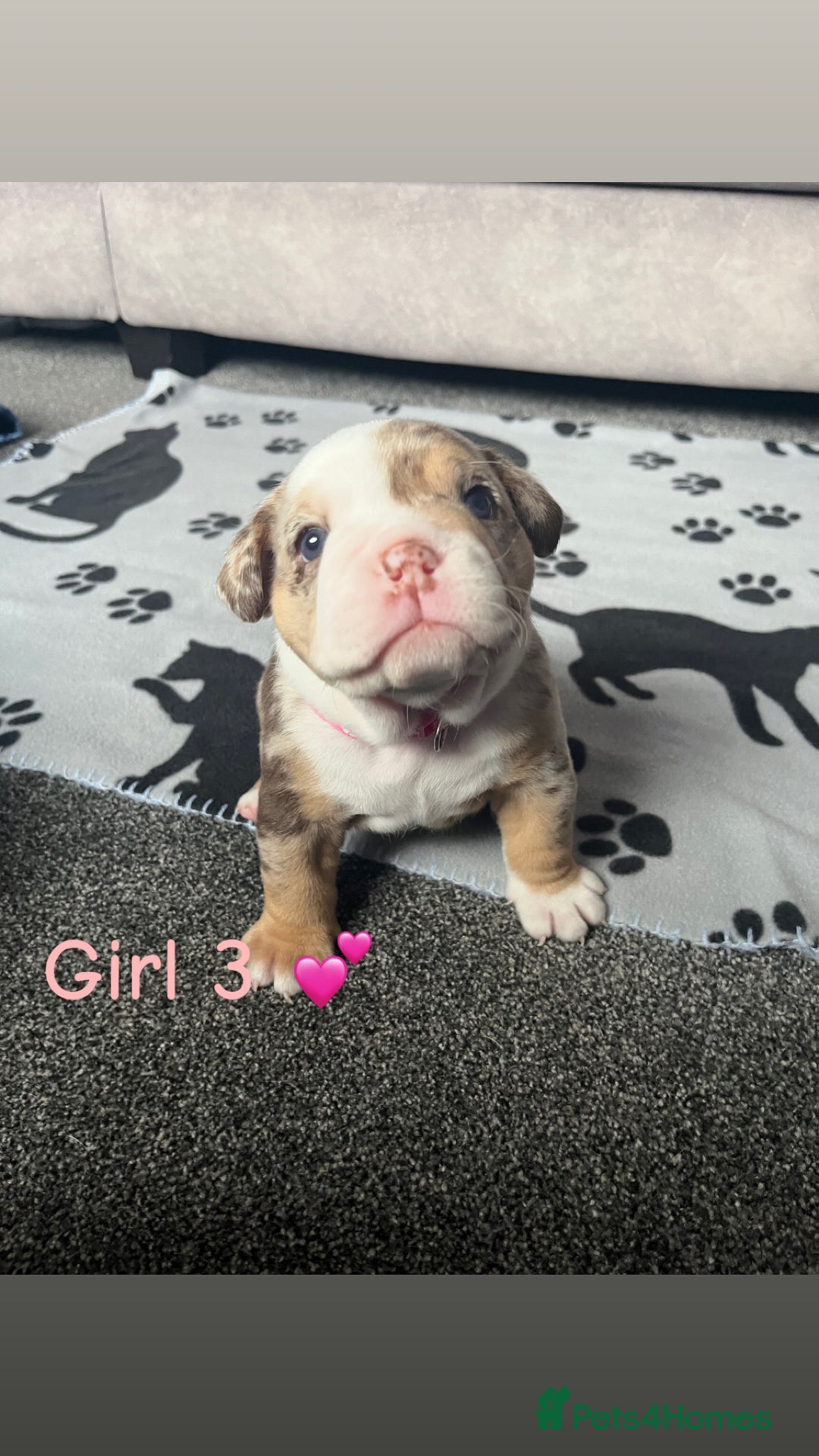 English Bulldog dogs for sale: 🐶 KC Registered English Bulldog Puppies 🐶 - Image 10