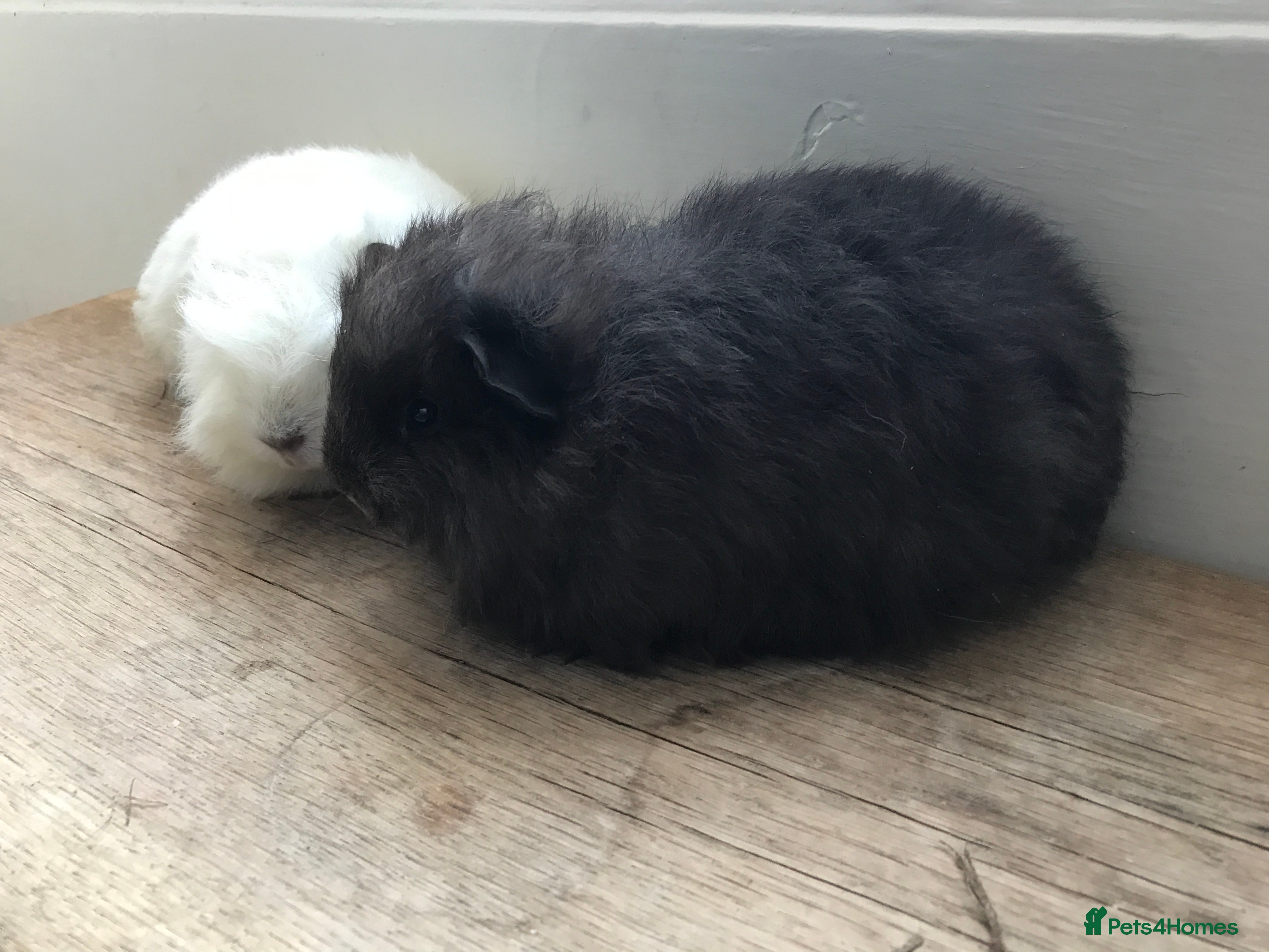 Guinea Pig rodents Swiss brothers - Advert 1