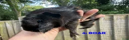 Guinea Pig rodents for sale: Various Guinea Pigs - Ready Now - Advert 7