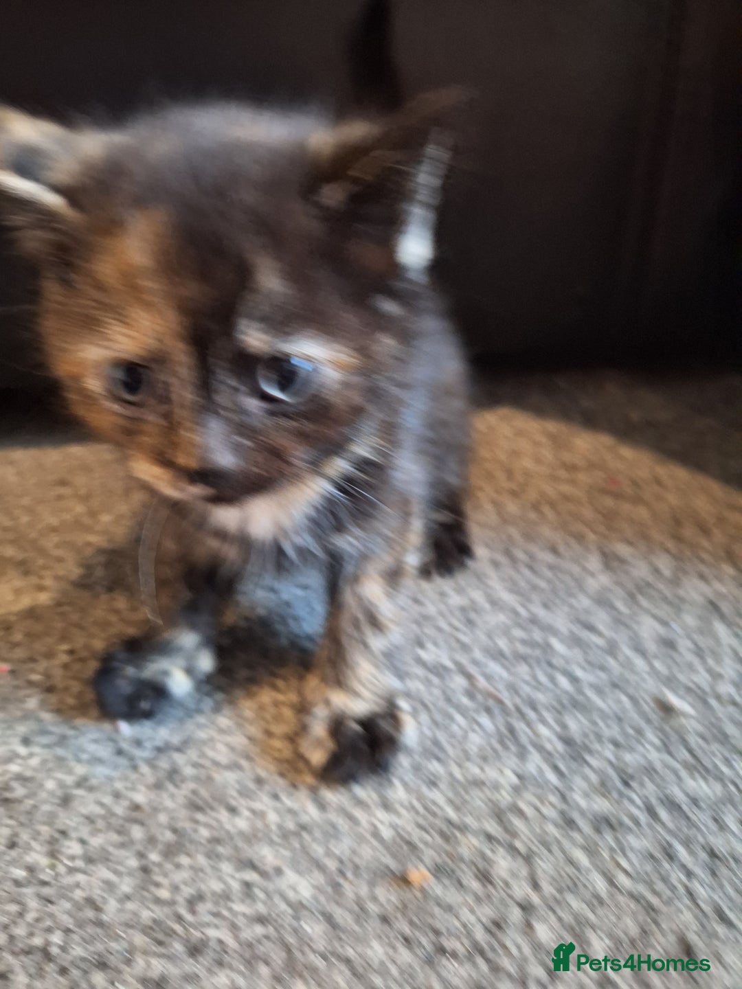 Mixed Breed cats for sale: Mix breed kittens, 1/4 ragdoll  - Advert 24