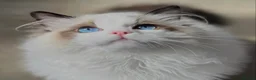 Ragdoll cats for sale: Stunning Seal Point Bicolour Ragdoll  - Advert 11
