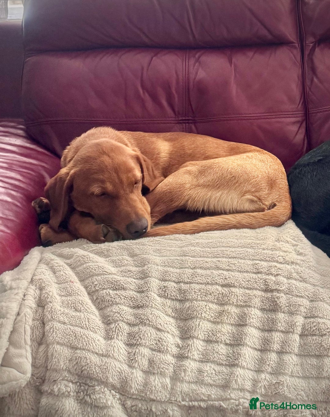 Labrador Retriever dogs for sale: Labrador pup for sale - Advert 3