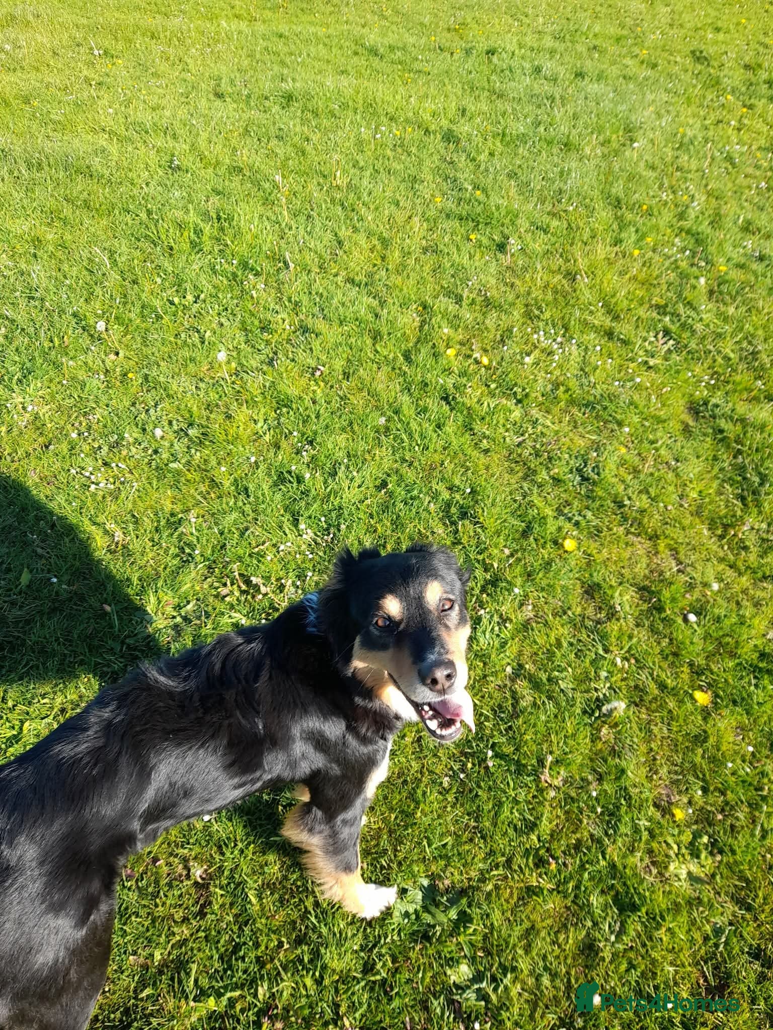 Border Collie dogs 2 x border collie pups - Advert 1