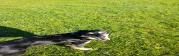 Border Collie dogs for sale: 2 x border collie pups in Runcorn - Advert 1