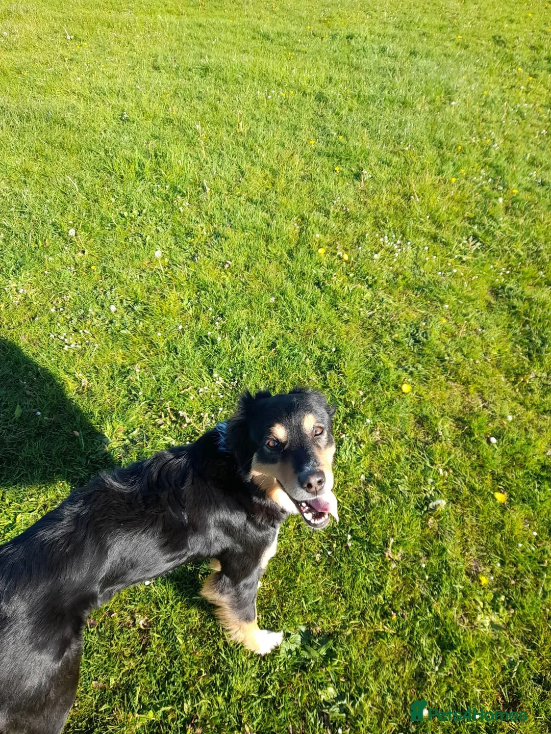 Border Collie dogs for sale: 2 x border collie pups in Runcorn - Advert 1