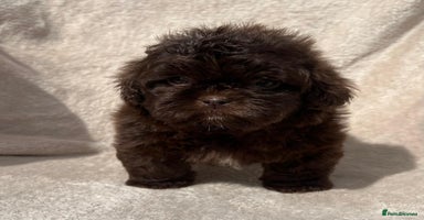 Shihpoo dogs - Advert 2