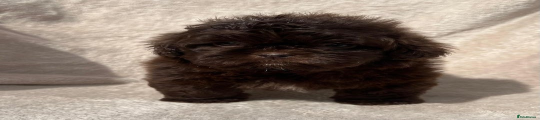 Shihpoo Puppy 3
