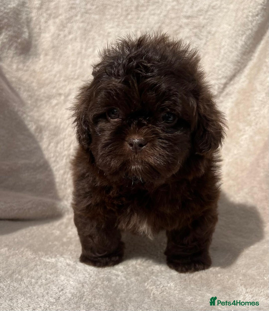 Shihpoo dogs for sale: Beautiful shihpoo - Image 3
