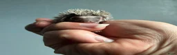 Pygmy Hedgehog rodents for sale: Beautiful Pygmy hedgehogs for sale!  - Advert 8