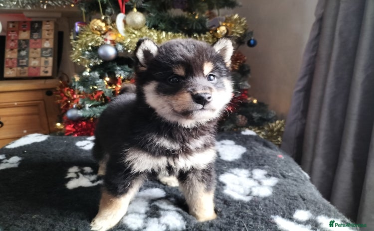 Japanese Shiba Inu dogs Well bred Japanese shiba inu puppies  - Advert 1