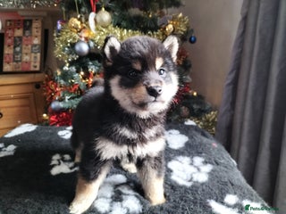 Japanese Shiba Inu dogs Well bred Japanese shiba inu puppies - Advert 12