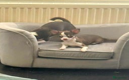 Chihuahua dogs for sale: Tiny chihuahua puppies KC in Coventry - Image 6