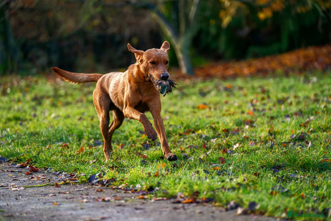Labrador Retriever dogs for stud: Fully health checked, kc reg,  labrador stud in Newark - Advert 5