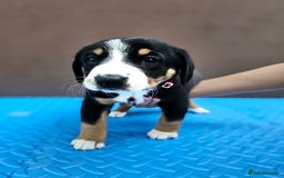 Entlebucher Mountain Dog dogs for sale: Entlebucher Mountain Dog - Image 6