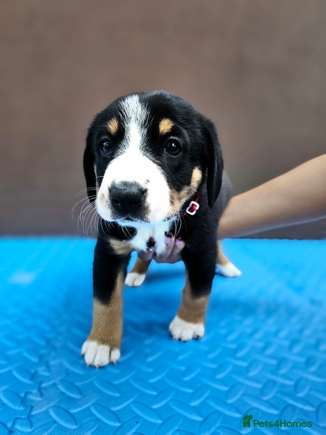 Entlebucher Mountain Dog dogs for sale: Entlebucher Mountain Dog - Image 6